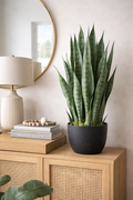 Faux Snake Plant